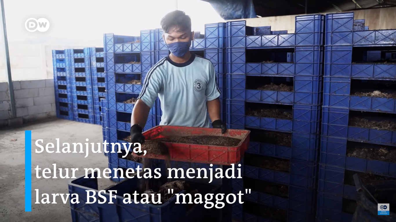 Budidaya Maggot Black Soldier Fly Cara Ampuh Atasi Sampah Organik